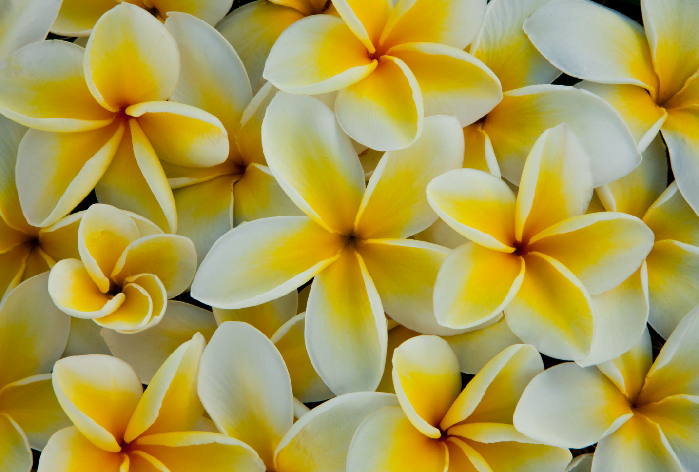 sensual flowers sensual flowers