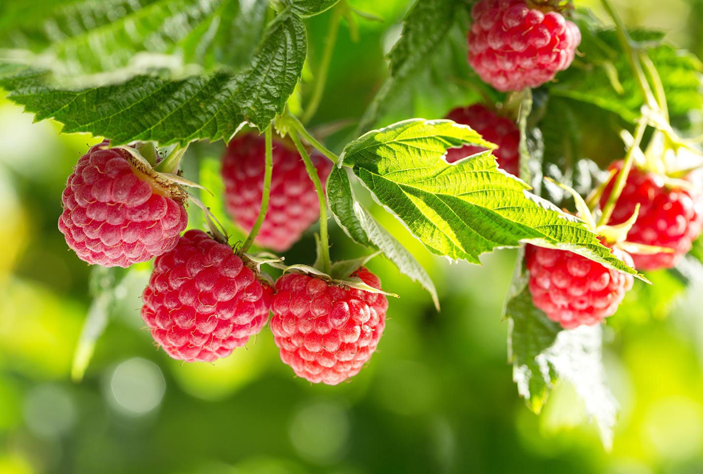 raspberry ingredients