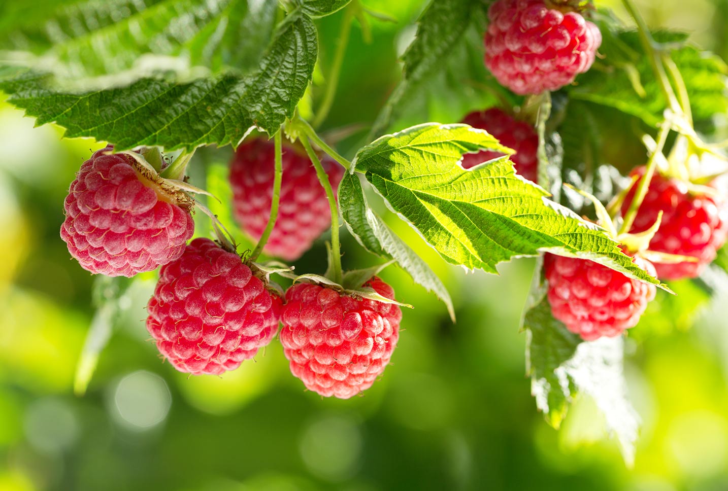 raspberry ingredients raspberry ingredients
