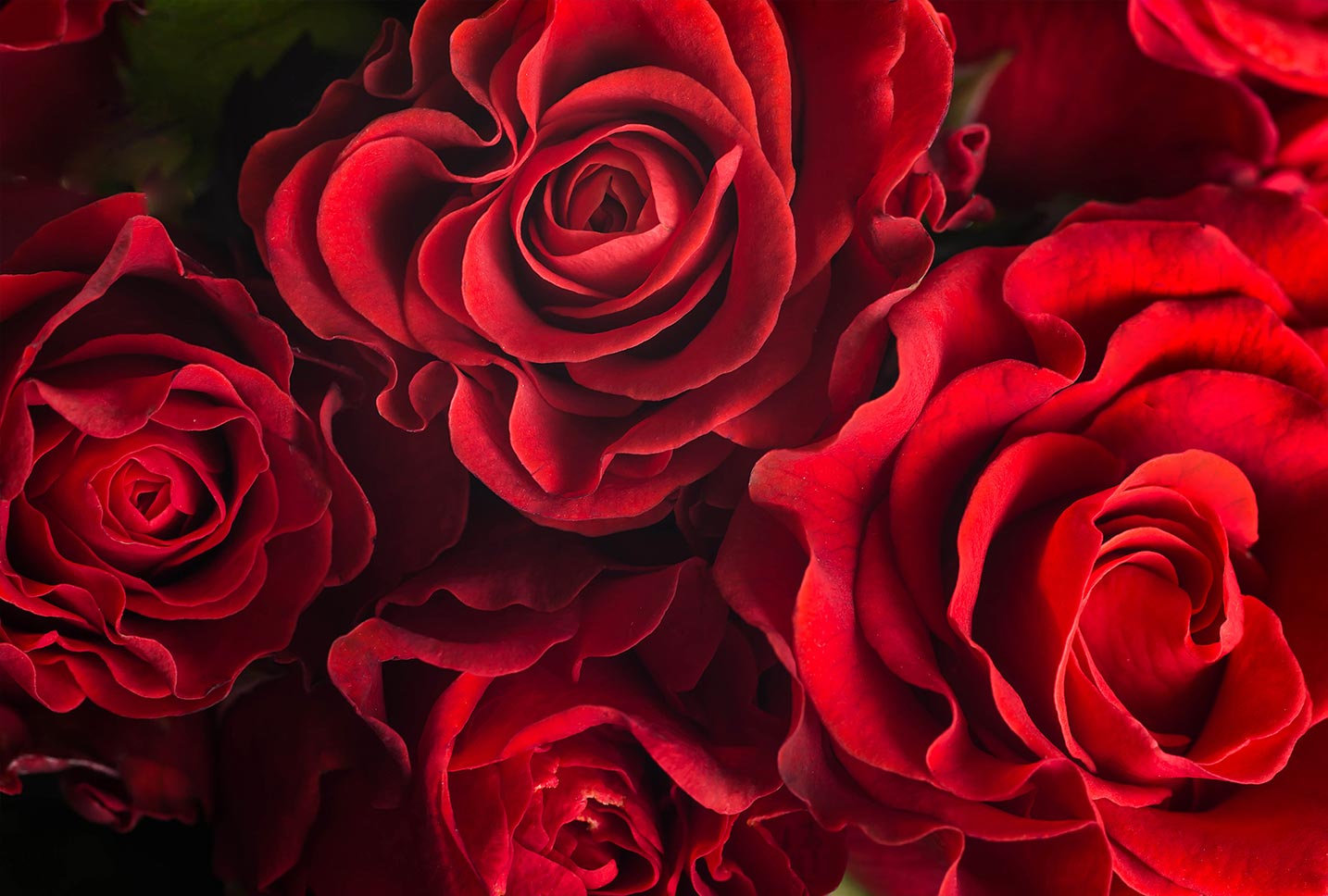sensual rose ingredients sensual rose ingredients