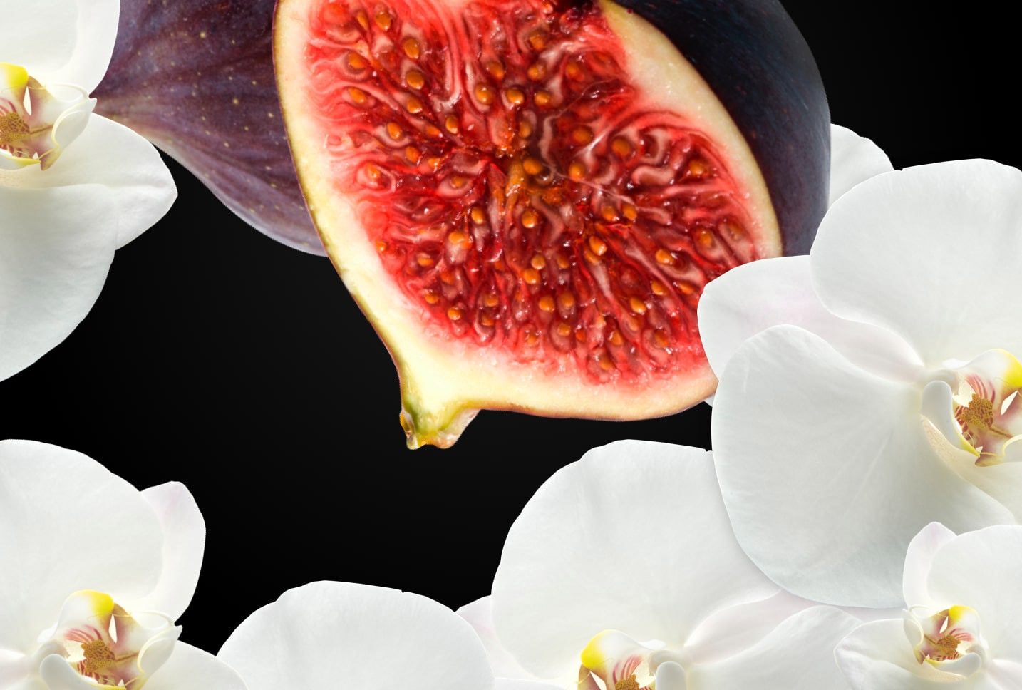 fig oil and orchid ingredients